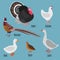 Set of domestic fowl, poultry farm cartoon birds: pheasant, turkey, goose, chicken, duck and quail