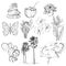 Set of doodle sketch Strelitzia, plumeria, lotus, elephant, palm, coconut, cactus, butterflies and seashells. vector
