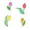 Set of doodle tulips of various colors, delicate spring flowers for decor