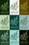 Set of drawing of COMMON MUGWORT in various colors. Hand drawn illustration. Latin name ARTEMISIA ABSINTHIUM L