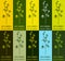 Set of drawing of WILD CHAMOMILE in various colors. Hand drawn illustration. Latin name MATRICARIA CHAMOMILLA L