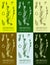 Set of drawings sedge parva in different colors. Hand drawn illustration. Latin name Carex brevicollis