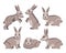 Set of drawn cute gray rabbits. Festive decor elements, print