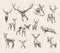 Set drawn noble deers vector illustration, sketch