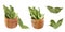 Set of dried aromatic bay leaves in a wooden bowl isolated on white. Photo of laurel bay harvest for eco cookery business. Antioxi