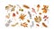 Set of dried autumn leaves, berries and mushrooms vector flat illustration. Collection of various chestnut, acorn