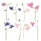 Set of Dried and pressed flowers of a pink, blue and purple Aquilegia vulgaris