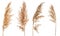 Set of dry flowers Cortaderia Selloana isolated on white background