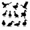 Set of Duck Silhouette collection vector illustration - Vector