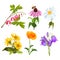 Set of echinacea, bleeding heart flowers, arnica, viola, chamomile, poppy