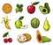 Set of eco fruits in colored line sketch style. Vector watercolor drawing of food collection. Colored line sketch of