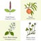 Set of edible and medicinal plants