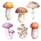 Set of edible mushrooms - birch bolete, honey mushroom, champignon, tricholoma and porcini.