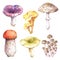 Set of edible mushrooms - birch bolete, russula, honey mushroom, champignon, chanterelle, tricholoma and porcini.