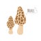 Set of edible mushrooms.Morel,morchella mushrooms isolated on white background.Simplified vector illustration .