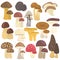 Set of edible and poison mushrooms color flat icons