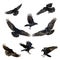 Set eight flying birds - Birds flying ravens isolated on white background Corvus corax. Halloween
