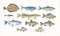 Set of elegant drawings of fish isolated on white background. Bundle of underwater animals or creatures living in sea