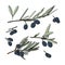 Set of elements with olive branches, with leaves and berries. Black olives are drawn by hand. Collection of objects