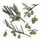 Set of elements with olive branches, with leaves and berries. Green olives are drawn by hand. Collection of objects