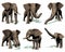 Set of elephants