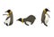 Set of Emperor penguins in Cartoon style, dynamic and poses of Aquatic flightless birds or King penguin on white isolated