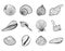 A set of empty seashells. The sketch shells of molluscs, shellfish, mussels, Nautilus. The engraved drawing is hand drawn. Doodle