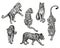 Set engraved Tigers in different poze. Vintage wild animals jumping, hunting, walking and sitting in hand drawn style