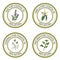 Set of essential oil labels: sage, vanilla, chamomile, marjoram