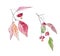 set of euonymus ornamental shrubs with fruits and red autumn leaves watercolor drawing, Spindle Euonymus europaeus