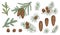 Set of evergreen branches, pine tree, fir, spruce coniferous plants. Illustration of christmas floral decorations isolated on