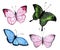 Set of exotic butterflies with colorful wings
