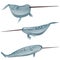A set of exotic narwhal isolated on white background.