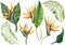 Set of exotic strelitzia flowers, bird of paradise.