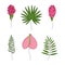 Set of exotic tropical botany leaf and flower: giner, Anthurium. Outline vector illustration, hand drawn one line art.