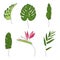 Set of exotic tropical botany monstera leaf, Strelitzia flower, banana leaf, bamboo leaf. Outline vector illustration