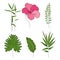 Set of exotic tropical botany split leaf, bamboo leaf, hibiscus flower, hawaiian flower. Outline vector illustration