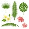 Set of exotic tropical flowers, plants, leaves. Vector illustration with realistic palm, leaf, hibiscus, plumeria.