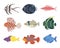 Set of exotic tropical marine aquarium colorful fish