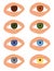 Set of eyes with different color of iris isolated on white background. main eye colors