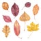Set of fall leaves of burr oak, alder buckthorn, elm, smoke tree, beech, hornbeam, flowering dogwood and aspen. Watercolor