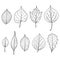 Set of fall leaves. Forest design elements. Drawing in sketch outline