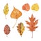 Set of fall leaves of pin oak, boxelder maple, birch, tilia cordata, bur oak and swedish whitebeam. Watercolor illustration