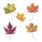 Set of fall leaves of sugar maple, silver maple, red maple, sycamore maple and hedge maple. Watercolor illustration