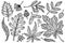 Set of fall vector leaves collection. Detailed set of autumn forest botanical elements