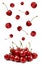 Set of falling ripe cherries on background. Banner design