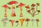 A set of fancy mushrooms. Various toadstools grow in the forest.