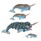 Set of fantasy animals blue color isolated on white background. Narwhal or narwhale, Monodon monoceros. Vector