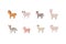 Set of farm animals isolated on a white background. Vector illustration of livestock. Collection of cartoon animals Sheep, Goat,