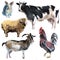 Set of farm animals. Watercolor illustration in white background.